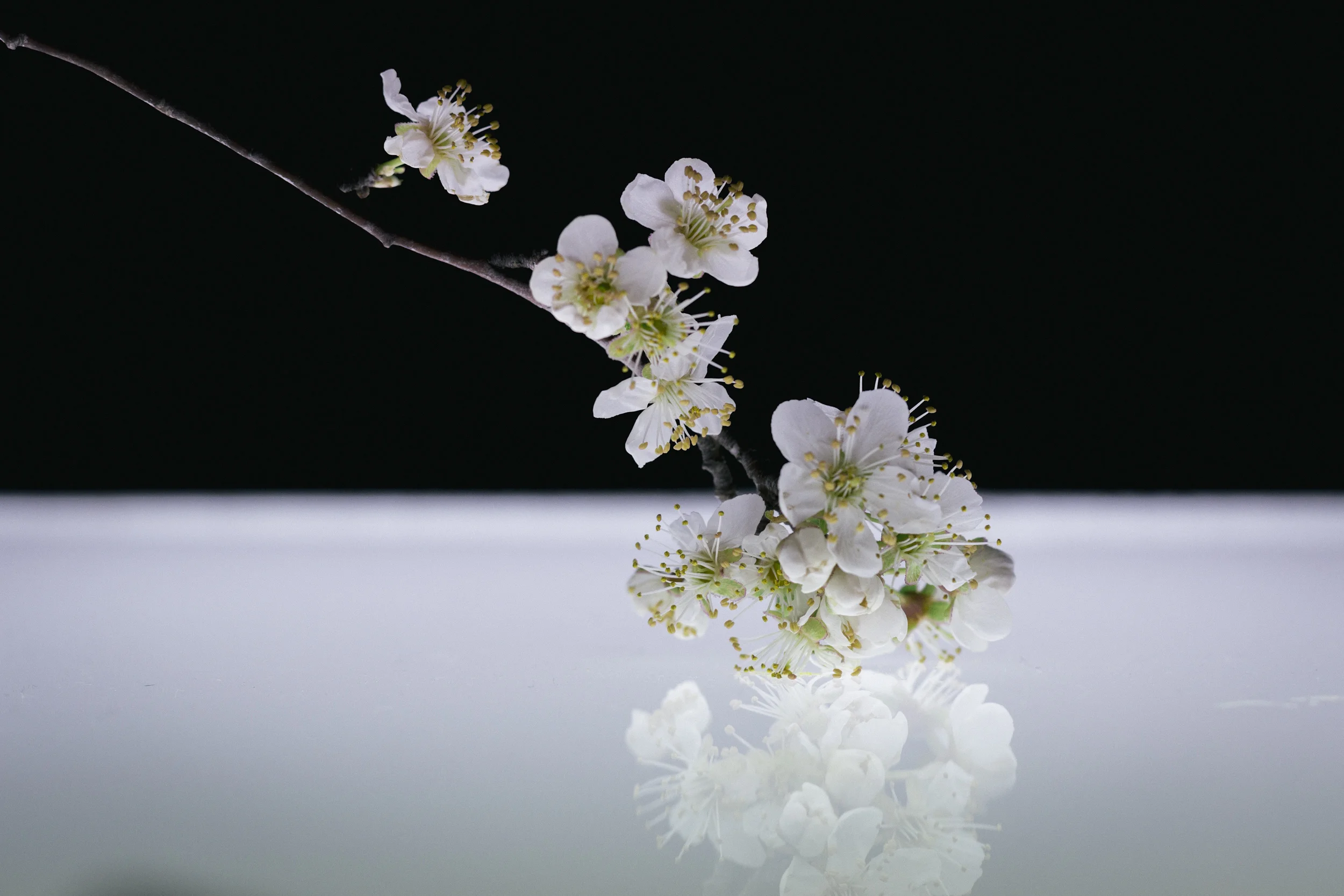 Janelle.grace.com - Floral photography with lightbox-3.jpg