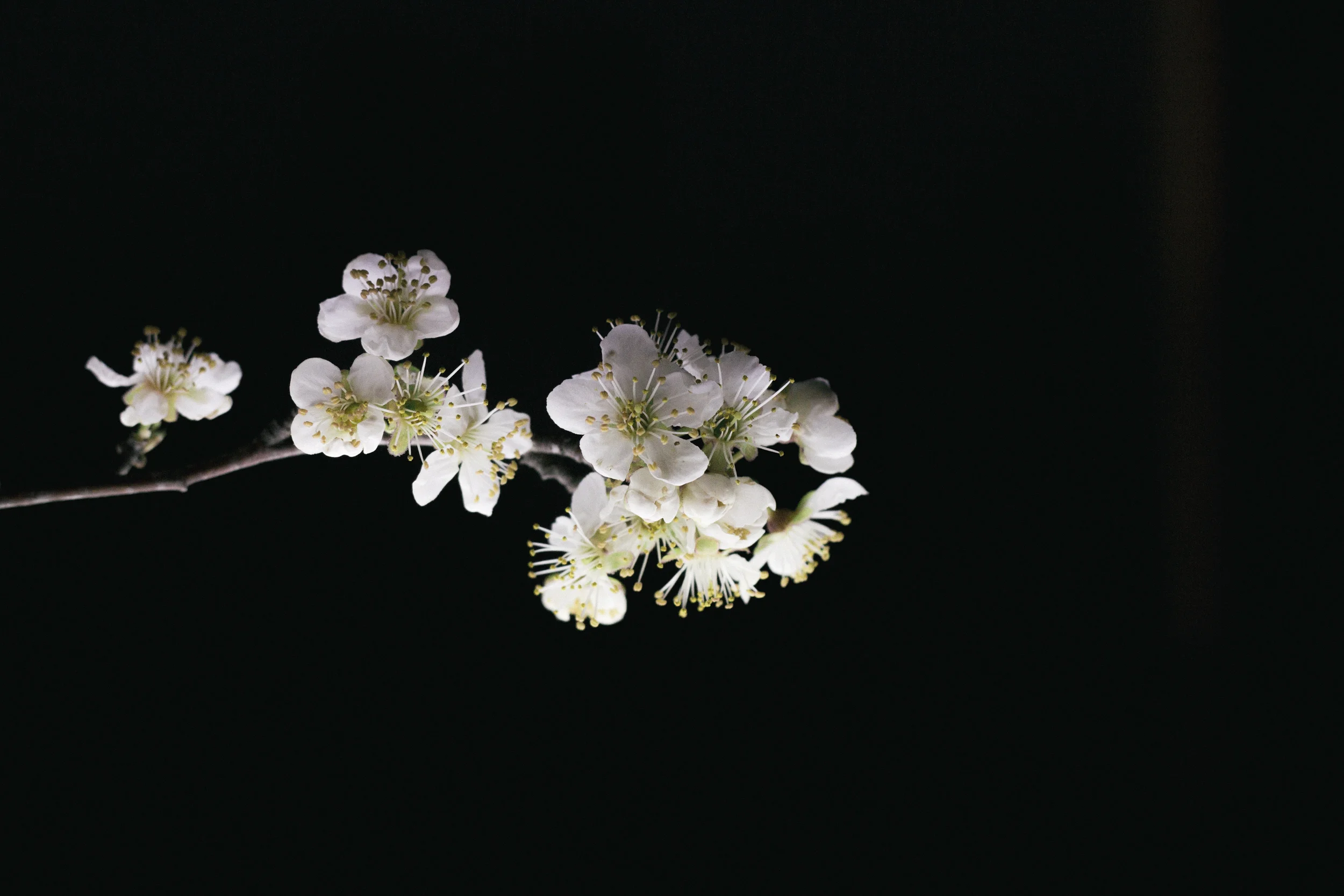 Janelle.grace.com - Floral photography with lightbox-1.jpg