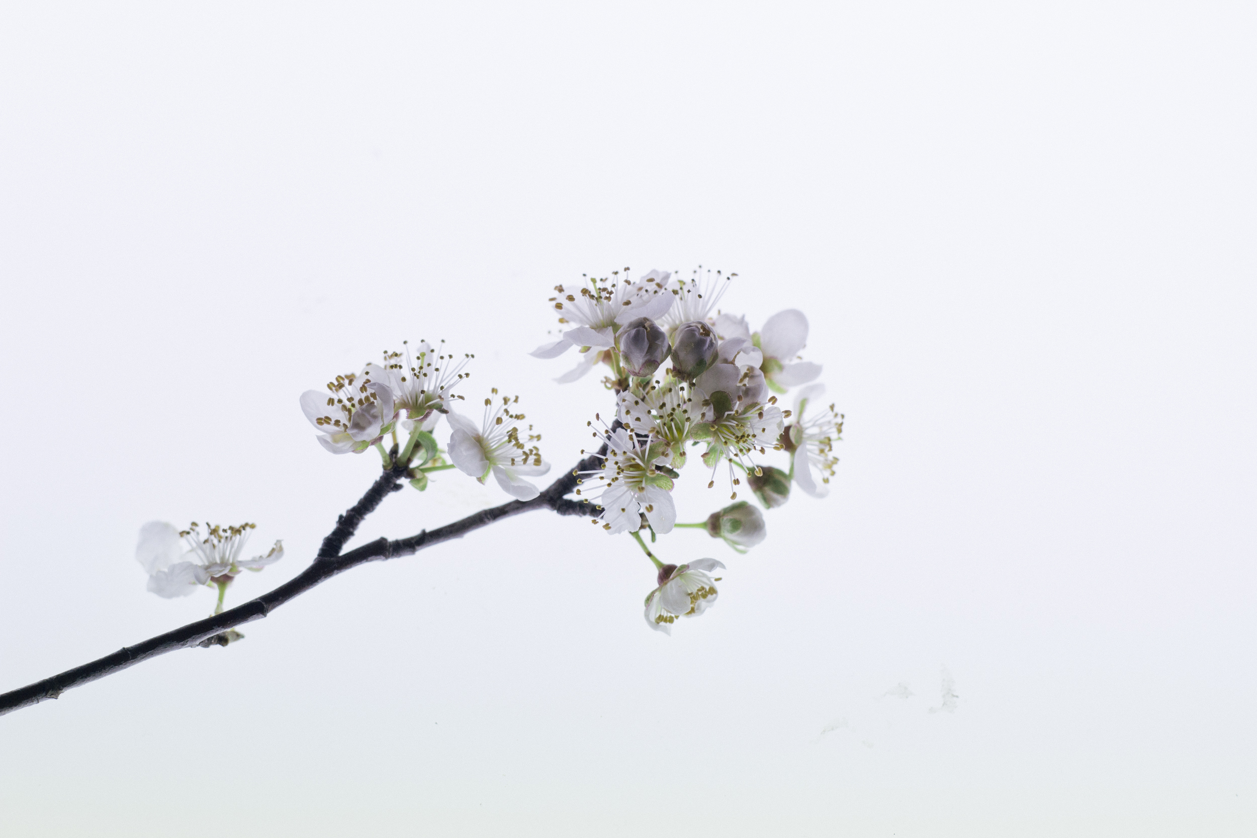 Janelle.grace.com - Floral photography with lightbox-4.jpg