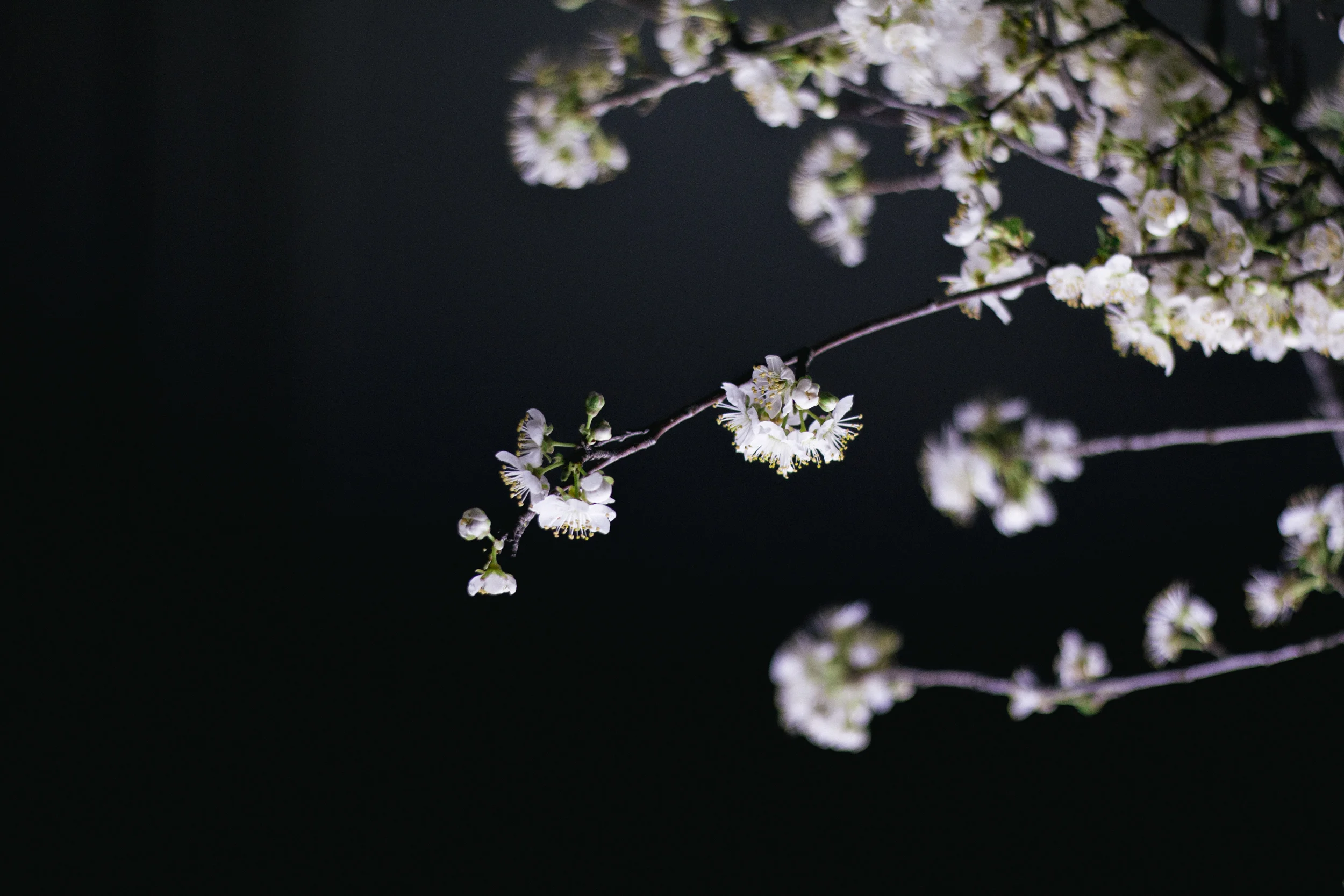 Janelle.grace.com - Floral photography with lightbox-5.jpg