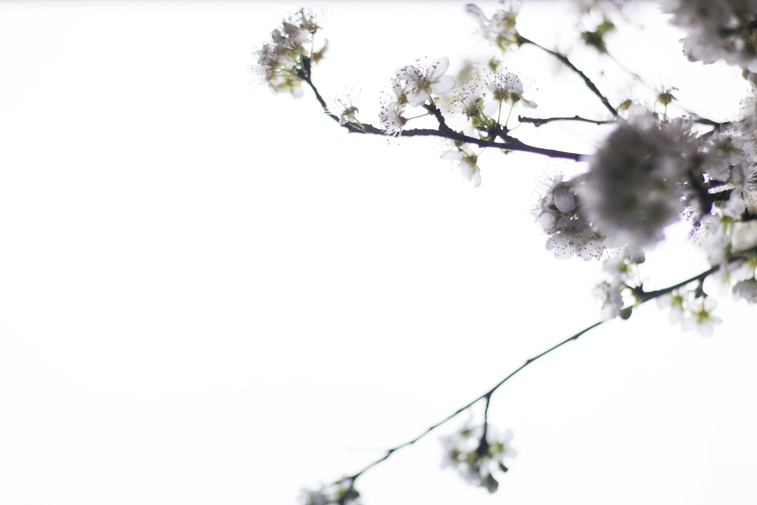 Janelle.grace.com - Floral photography with lightbox-7.jpg