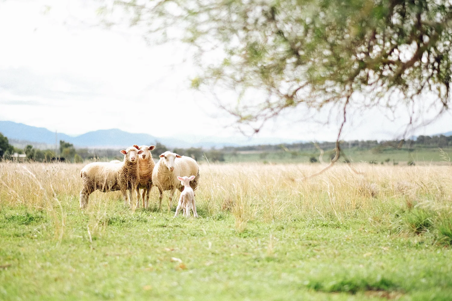 janelle-grace.com - Gunnedah, NSW--23.jpg