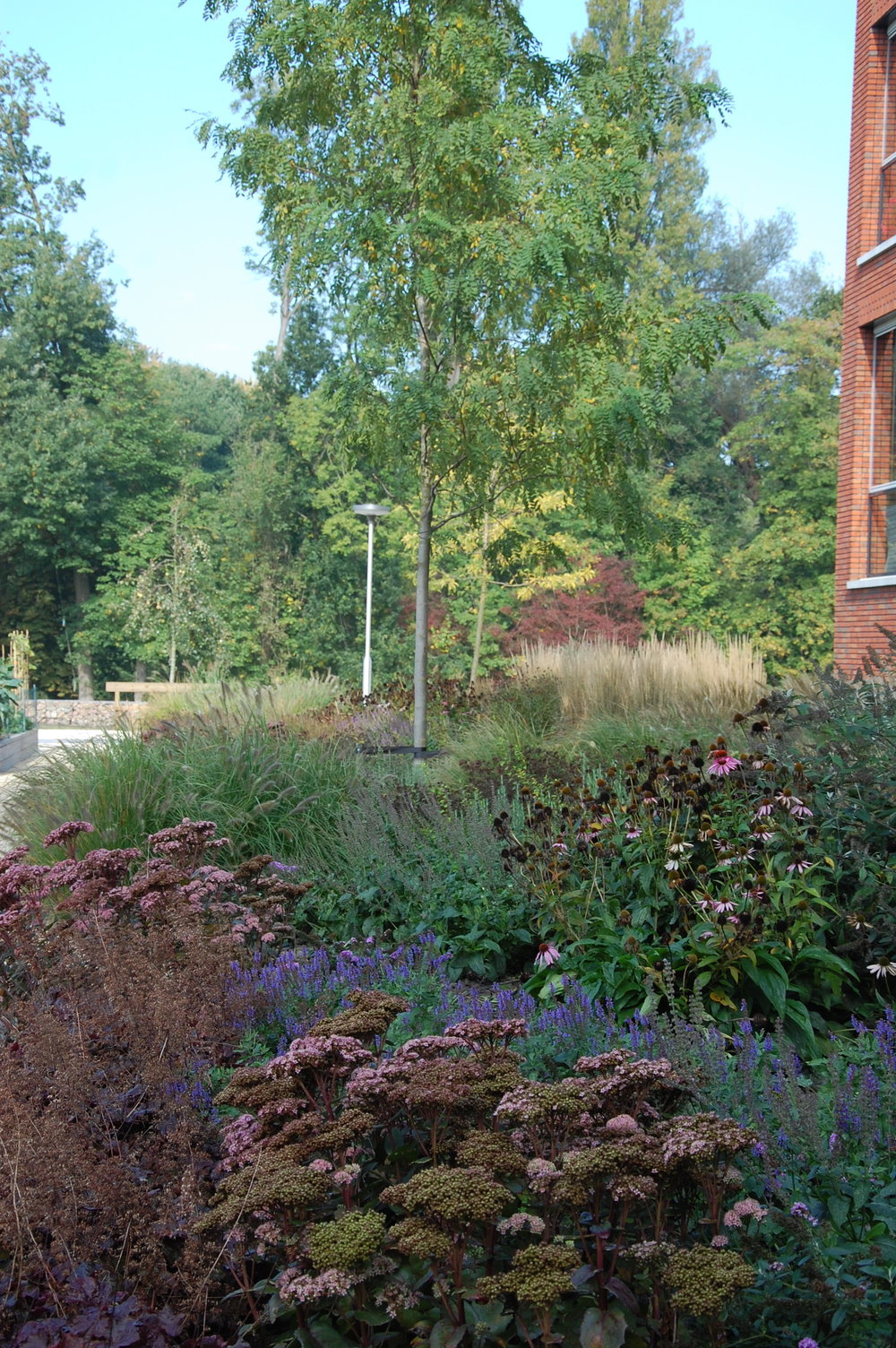 beplanting+door+GRASVELD+Tuin-+en+Landschapsarchitecten+te+leyhoeve.jpg