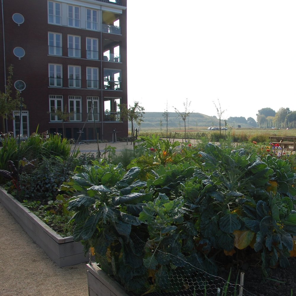 de+bewonersmoestuin+van+de+leyhoeve+GRASVELD+Tuin-+en+Landschapsarchitecten.jpg