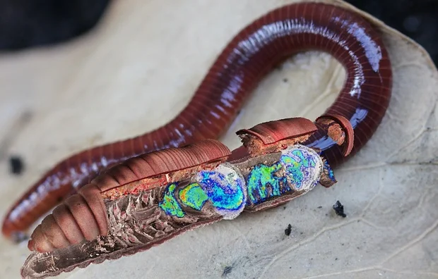 Answer to earthworm's ability to digest poisons unearthed by scientists