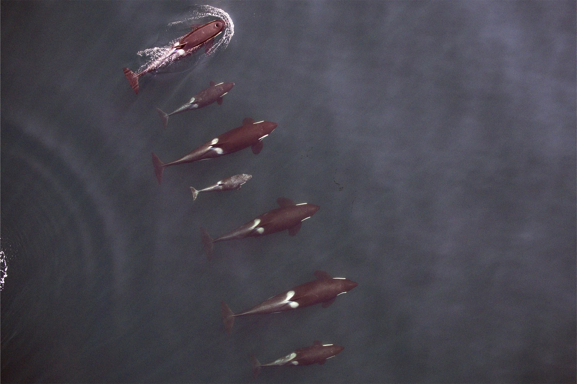 Drone captures amazing image of killer whales at sea