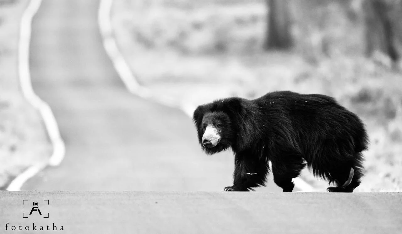 af87aca1-b91e-4347-95d2-136dae000497 2.JPG