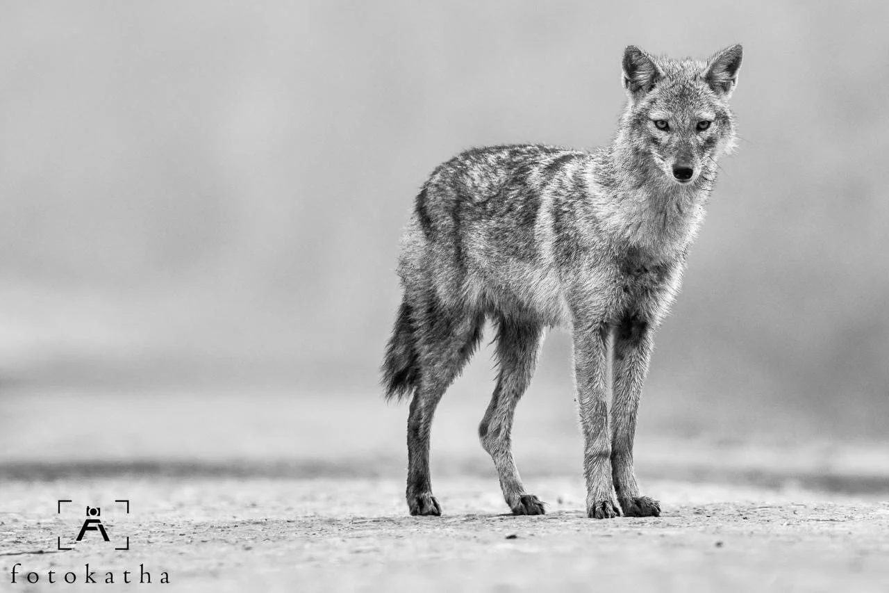 Jackal on a cold foggy morning !!!