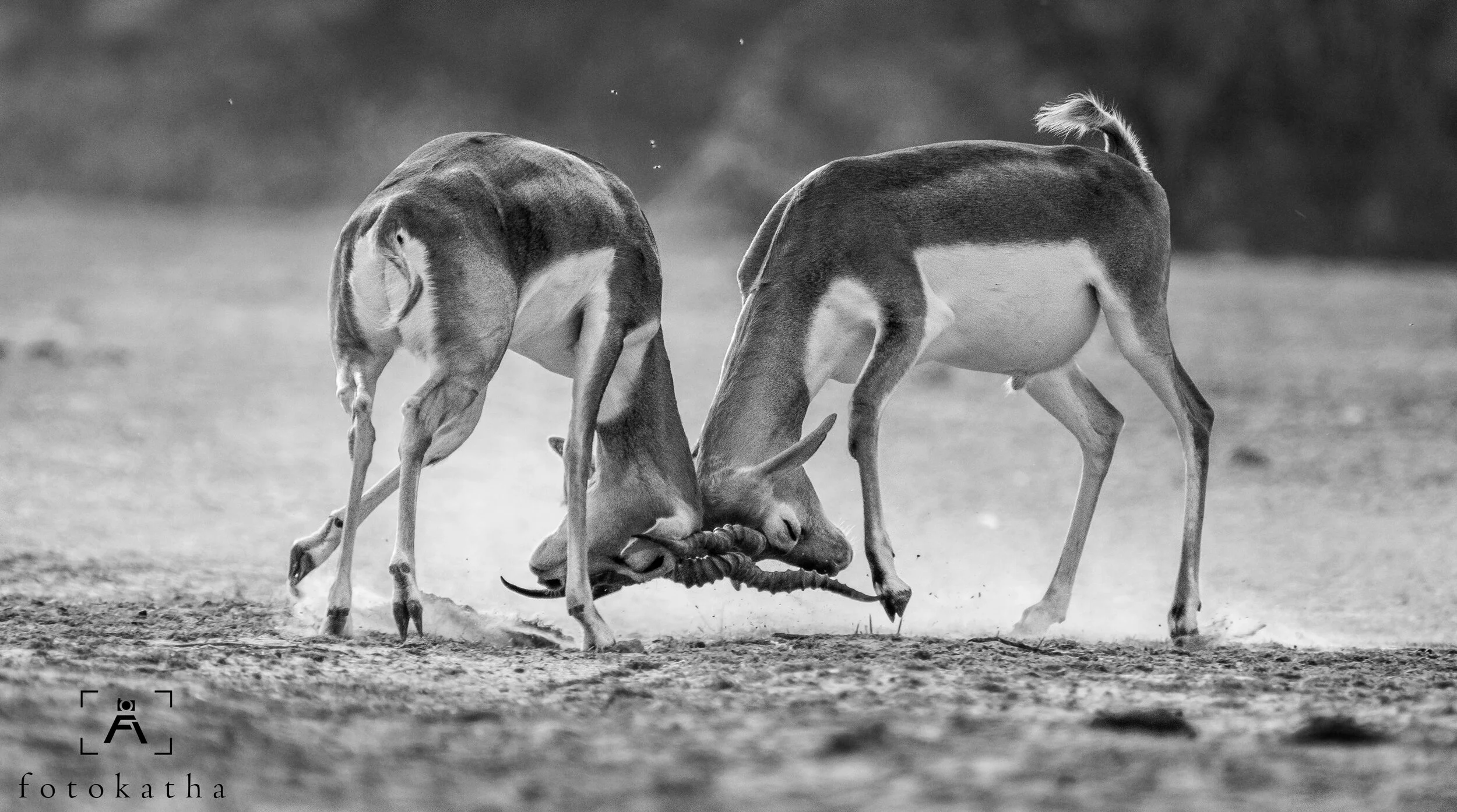 Blackbucks fighting for supremacy!!!