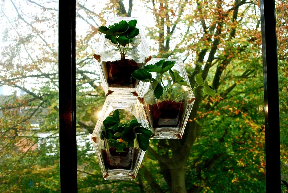 Window Agriculture Studio Jose De La O