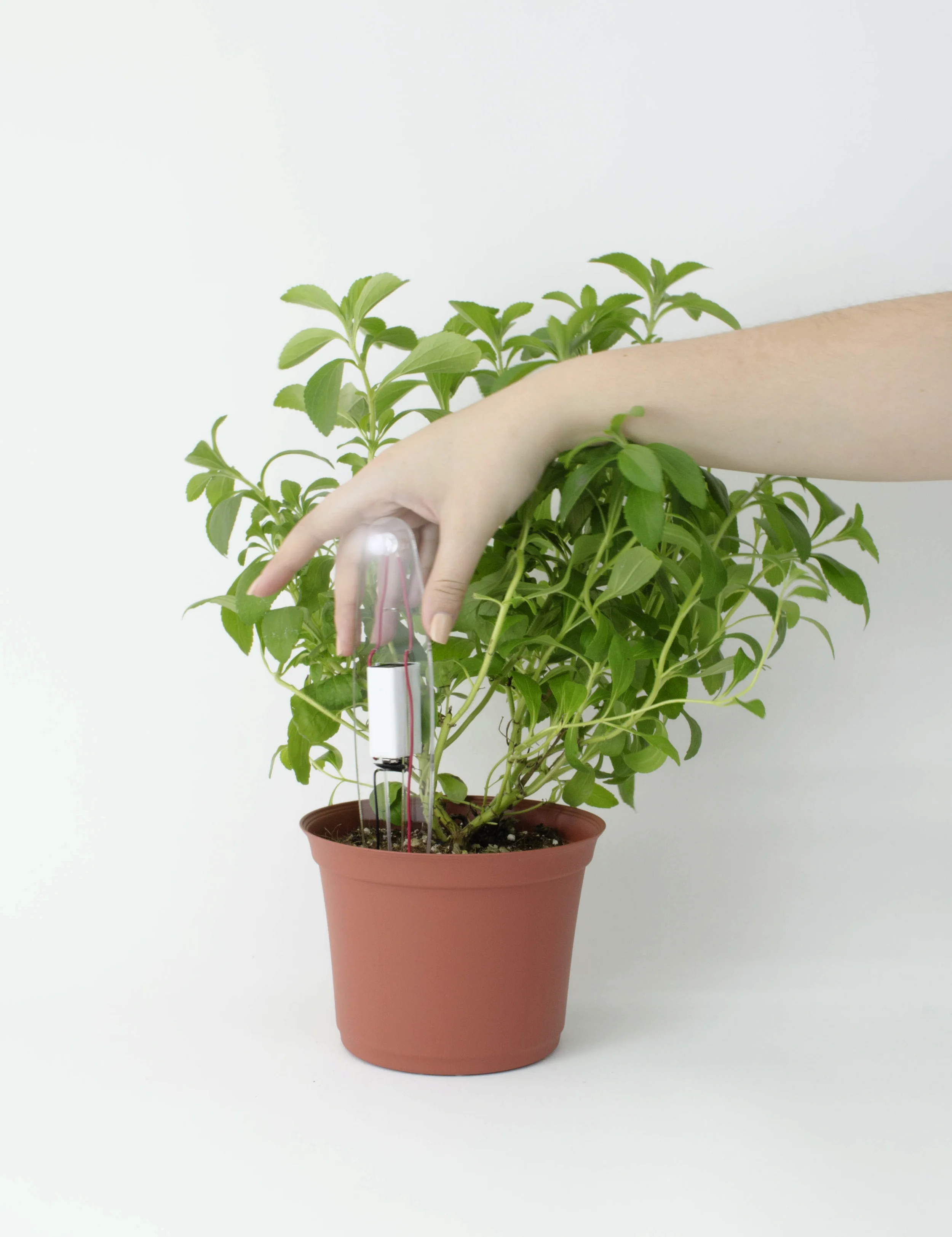 Plant lamp