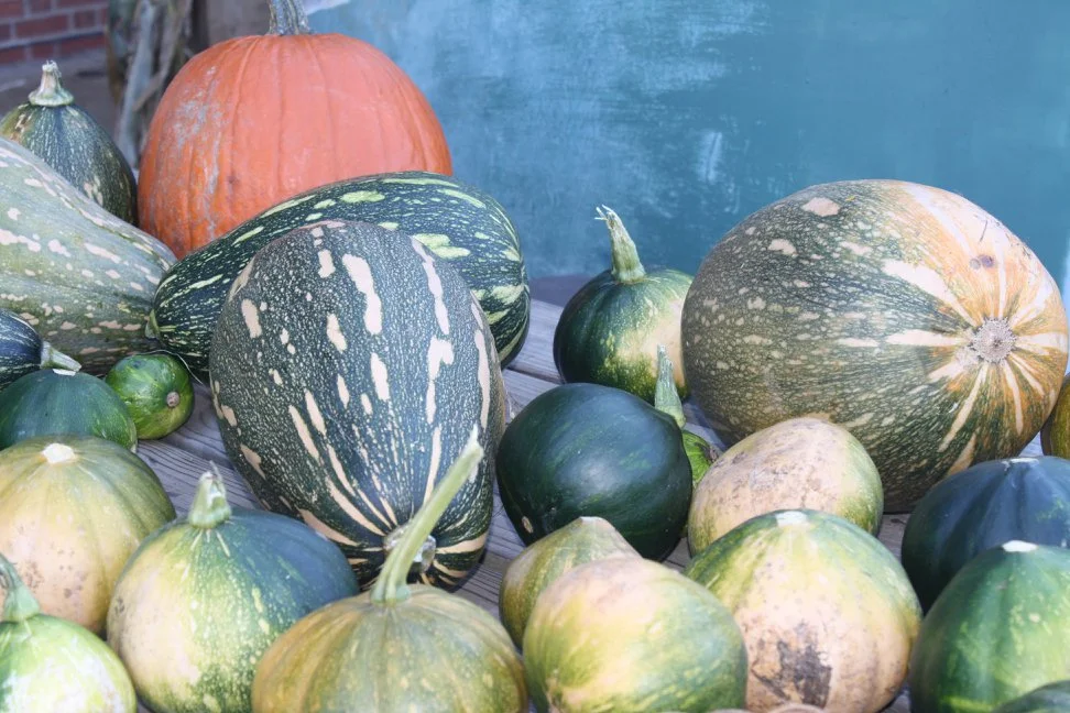 squash.jpg
