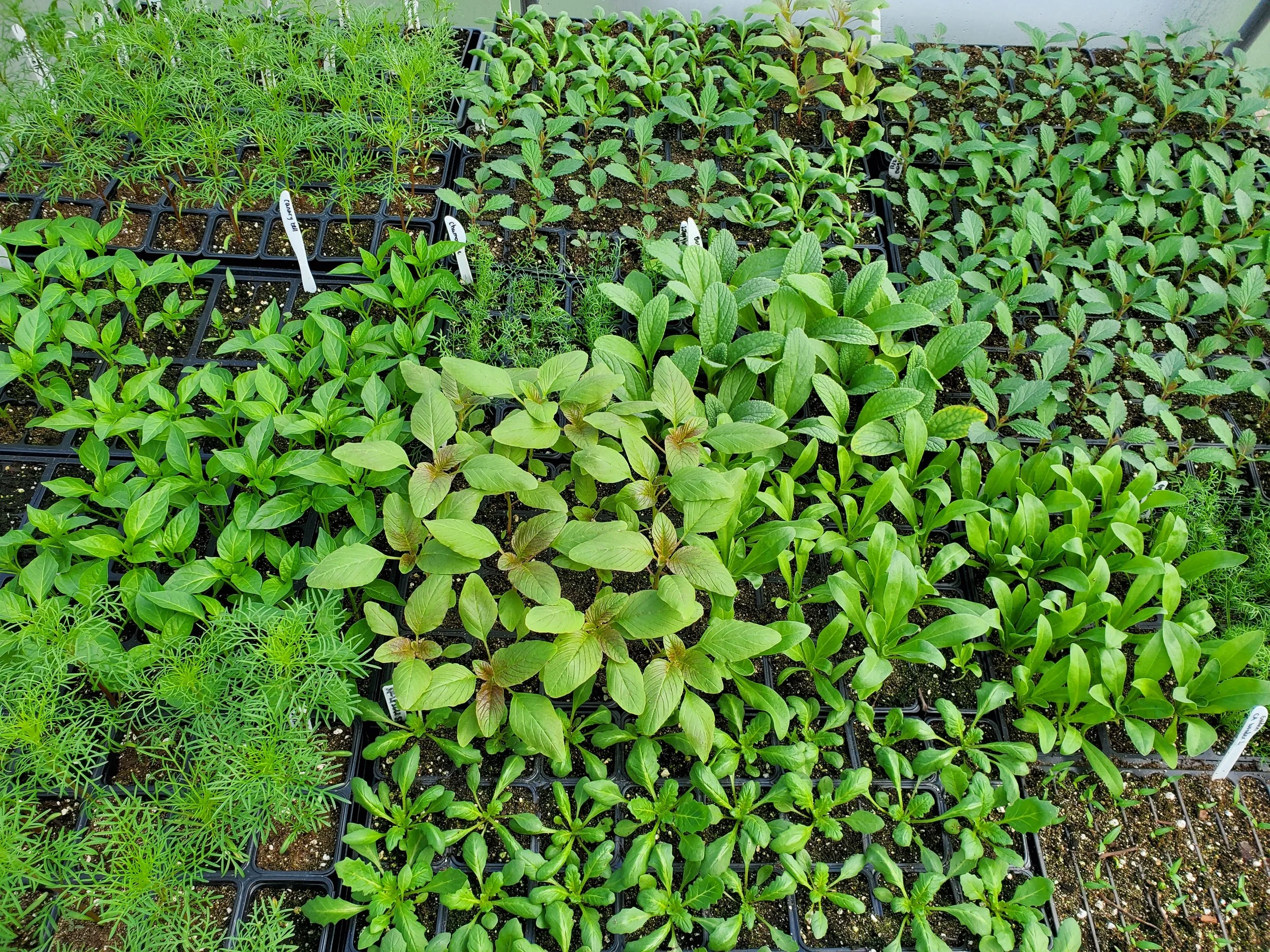 Beardsley Farm Plant Sale at Crafty Bastard Brewery
