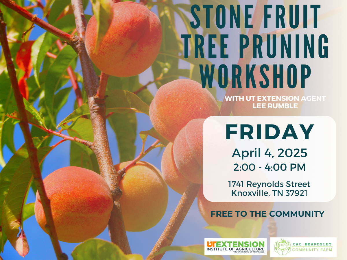 Stone Fruit Tree Pruning Workshop