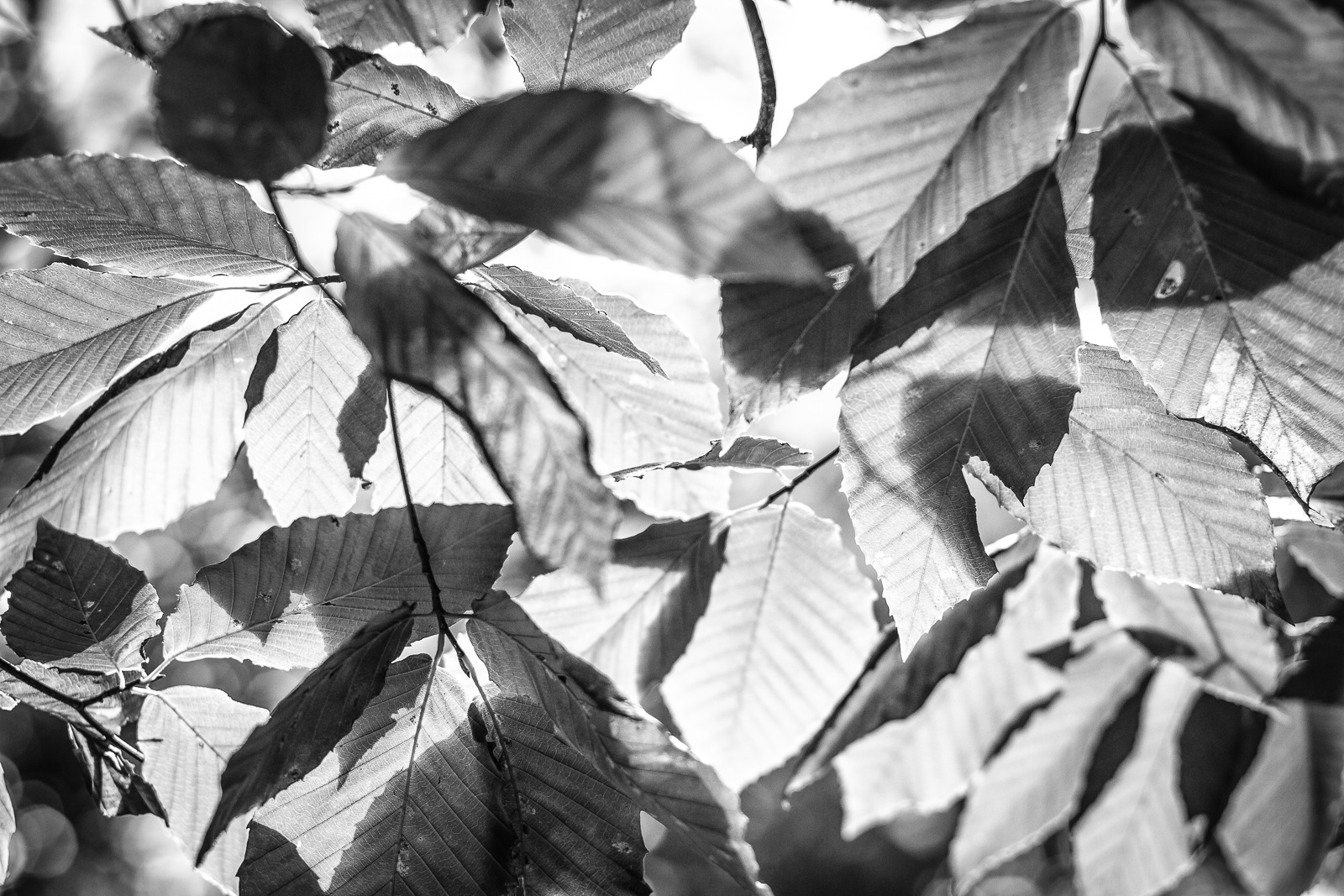 untitled-71-Edit.jpg