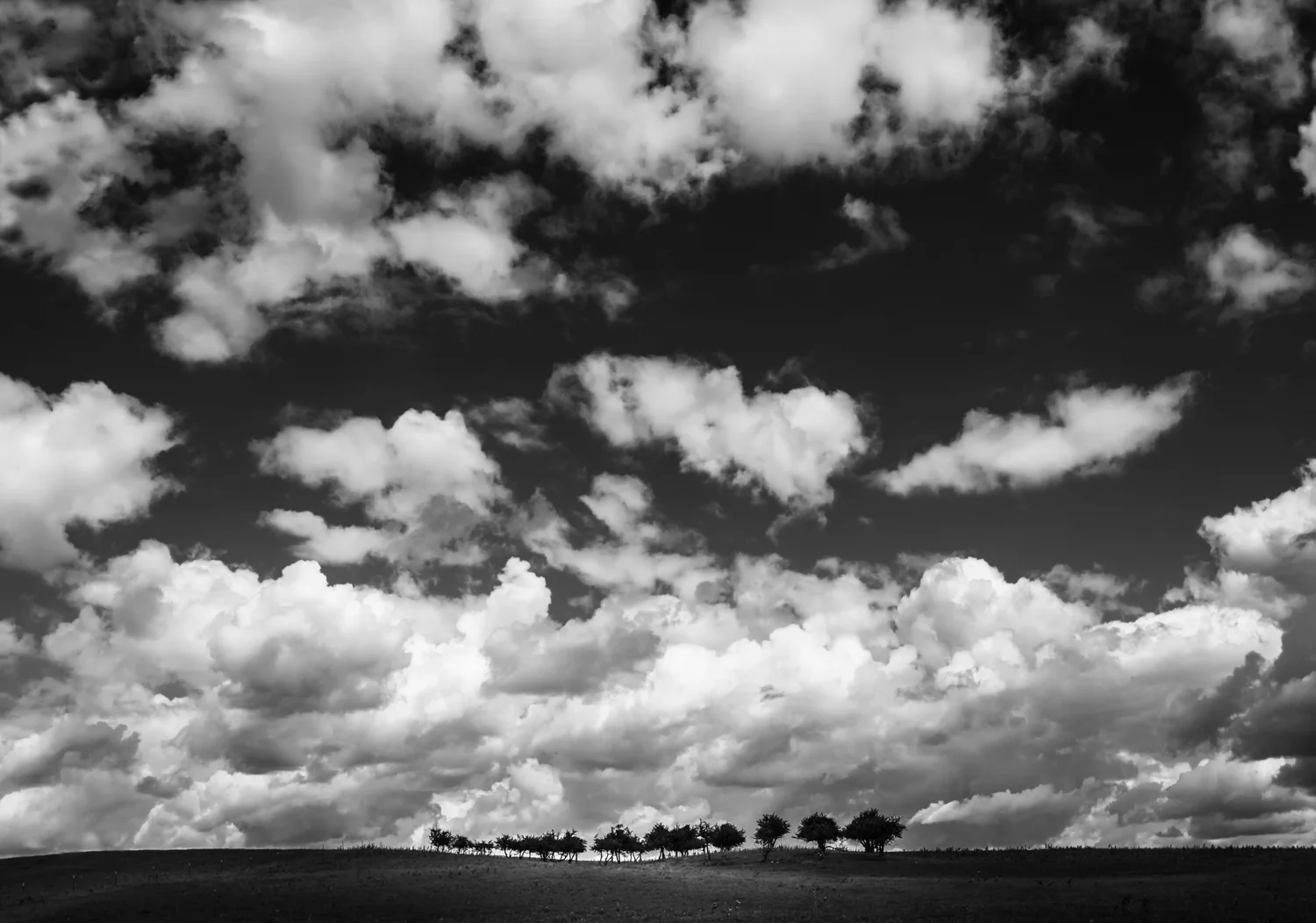 Family Reunion-1.jpg