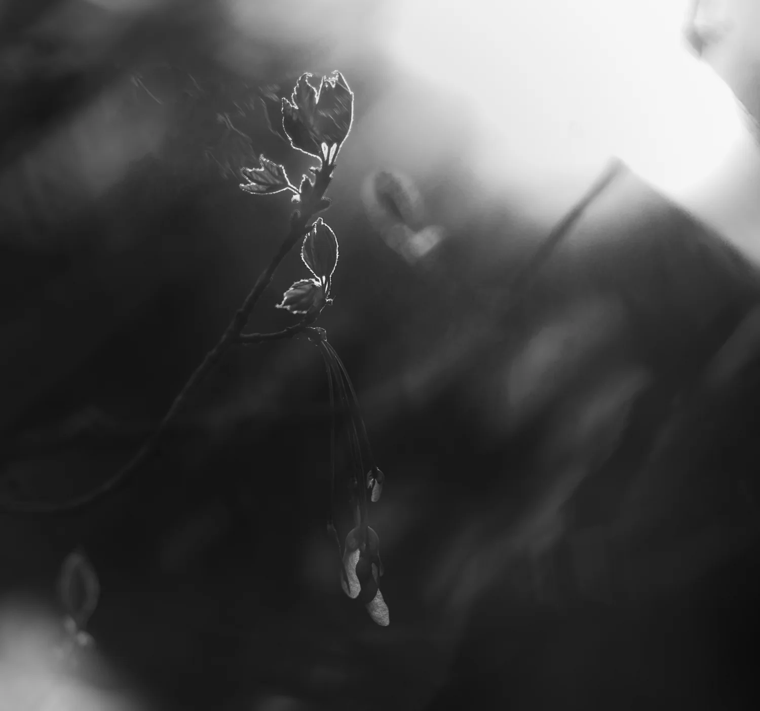 Dark & Light-1.jpg