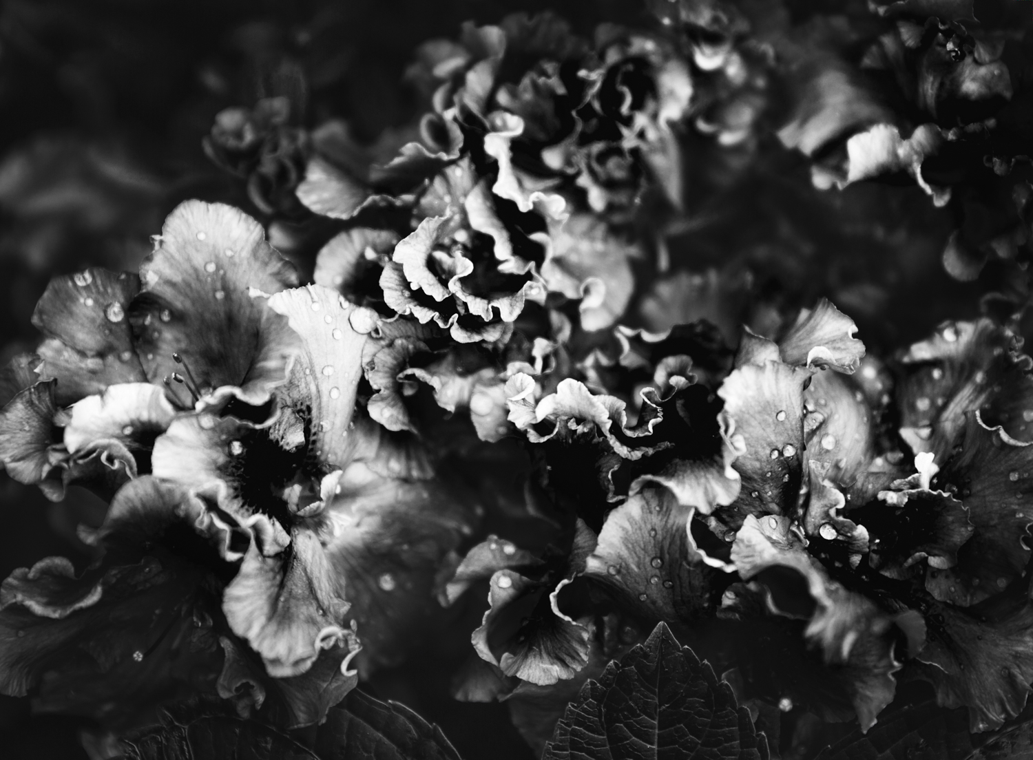 Contrast-1.jpg