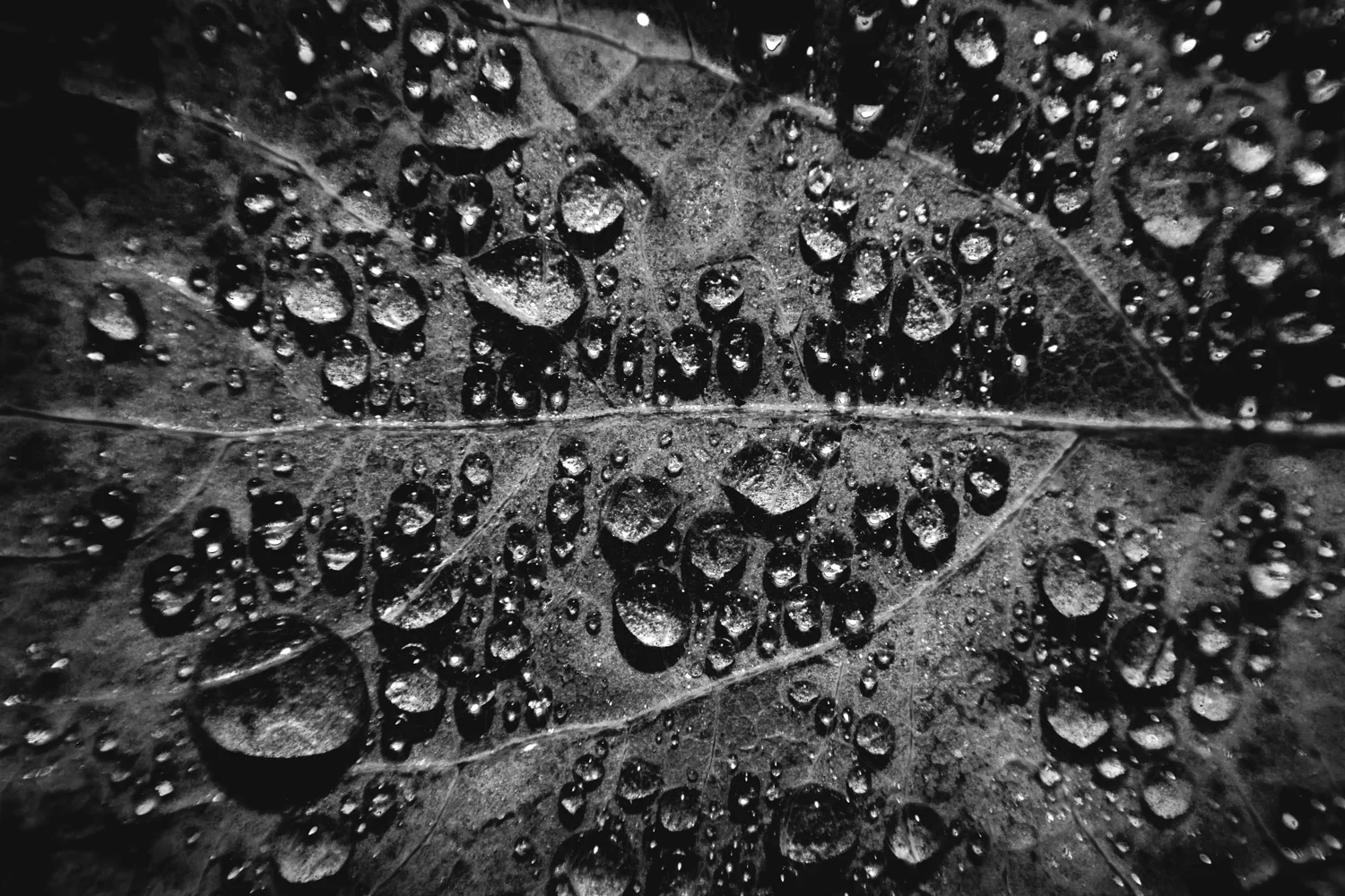 Water Drops-1.jpg