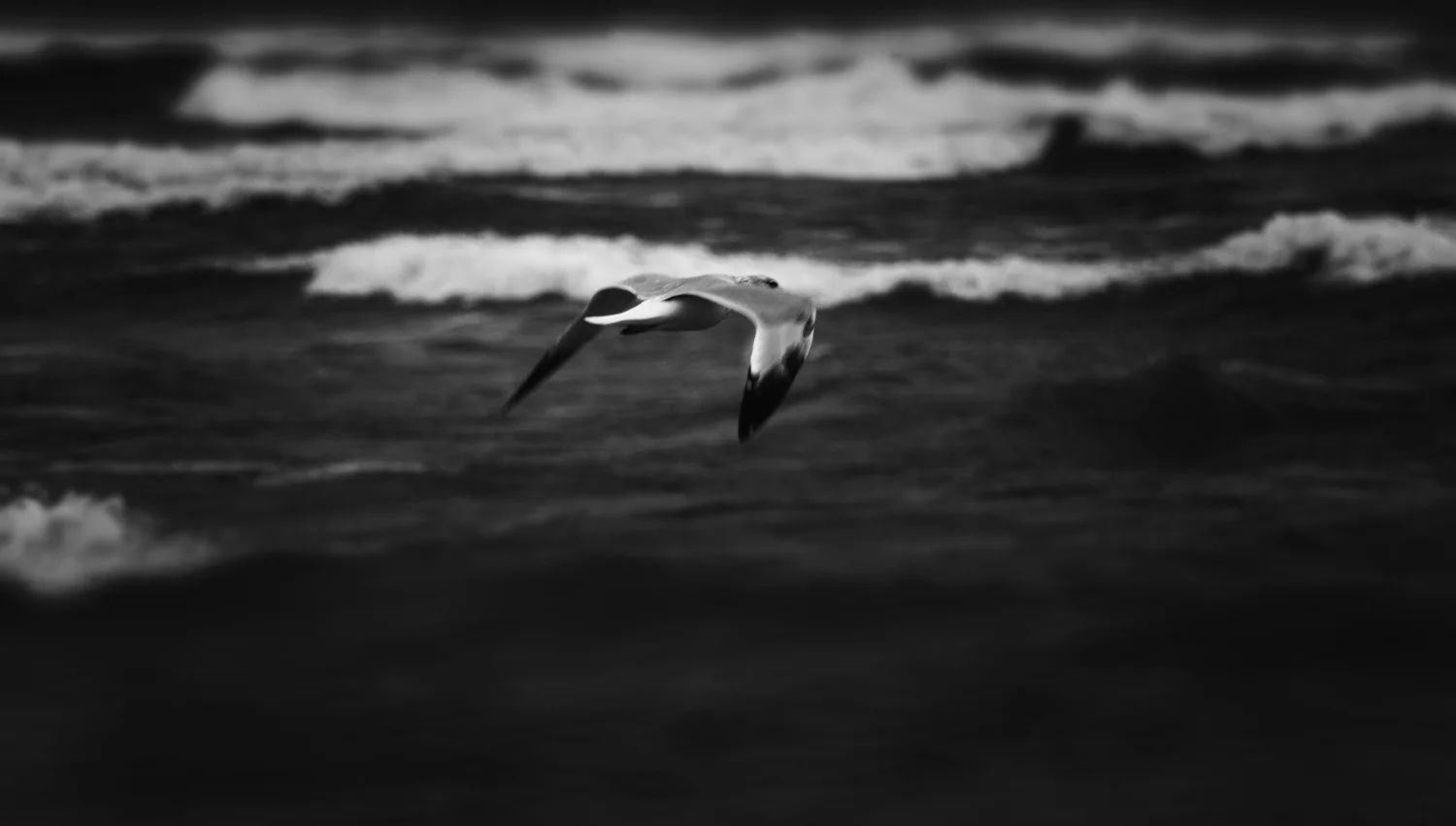 Flight-1.jpg