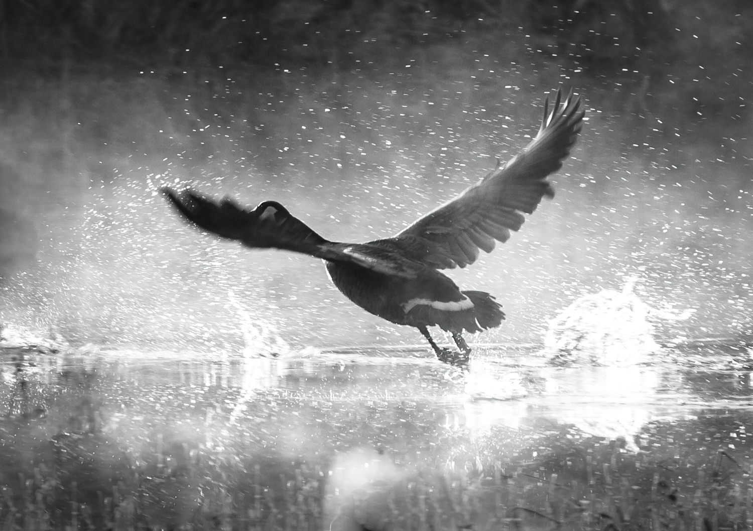 Goose in Flight-1.jpg