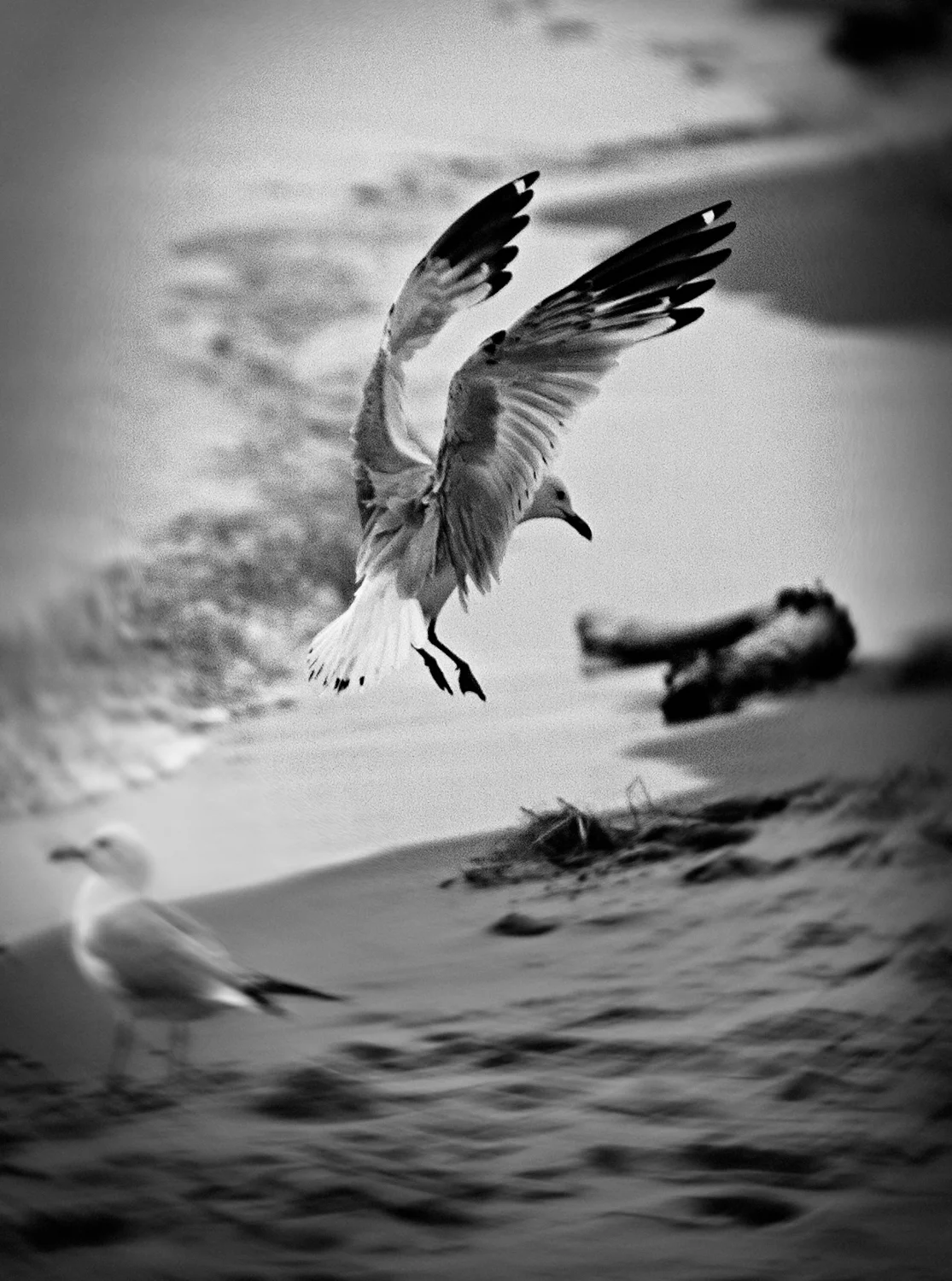 Gull-1.jpg
