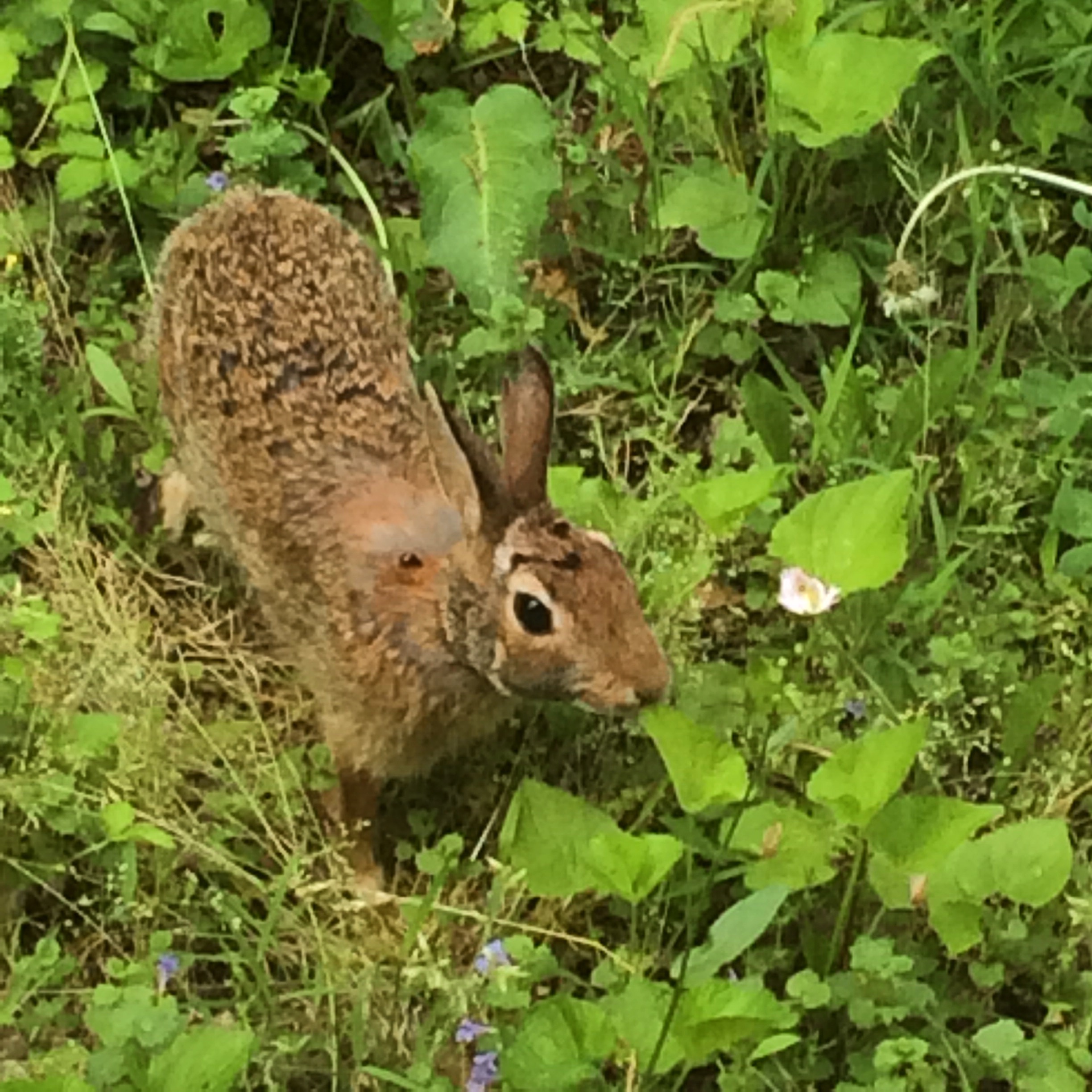 I took this picture from our kitchen window!