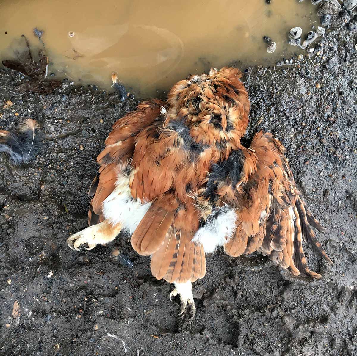 Electrocuted hawk :(
