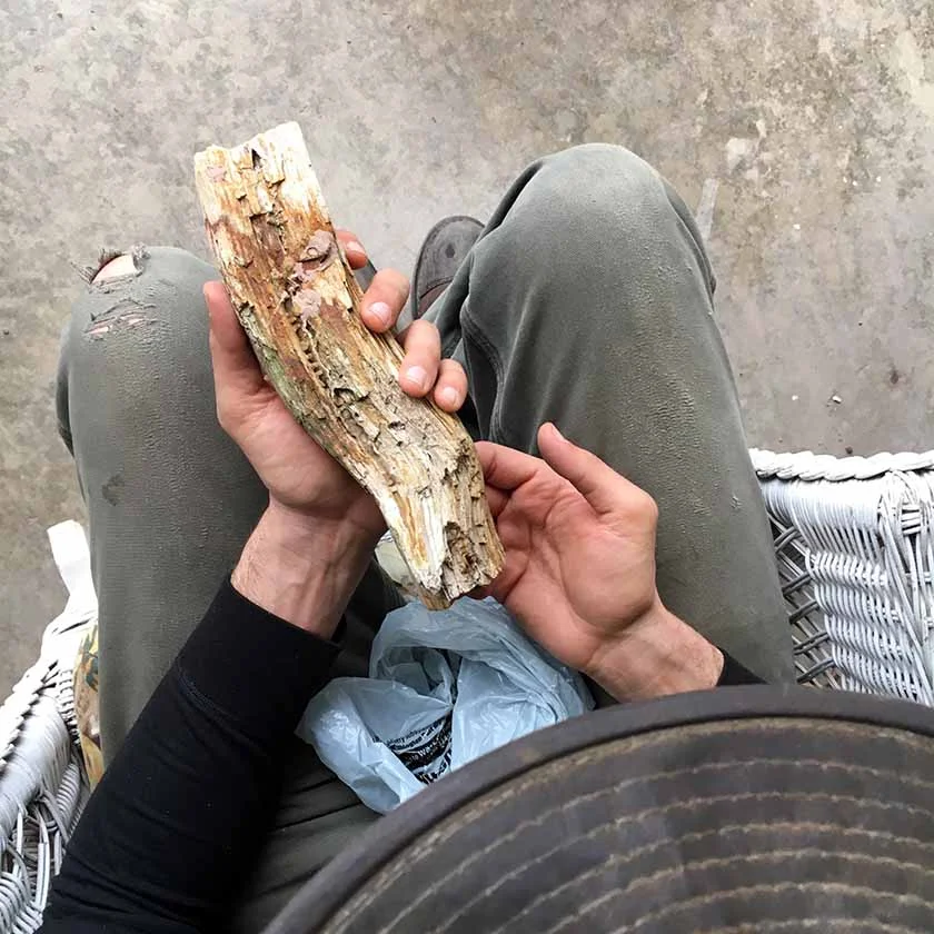 Mike was given this beautiful piece of petrified wood!