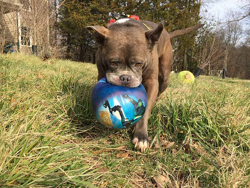 Good picture of Wally with his toy. He loves his toys.