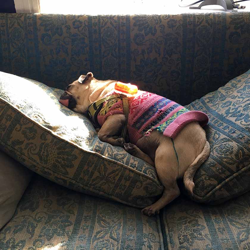 Roxy has claimed this little couch lately, chillaxing in a sunbeam.
