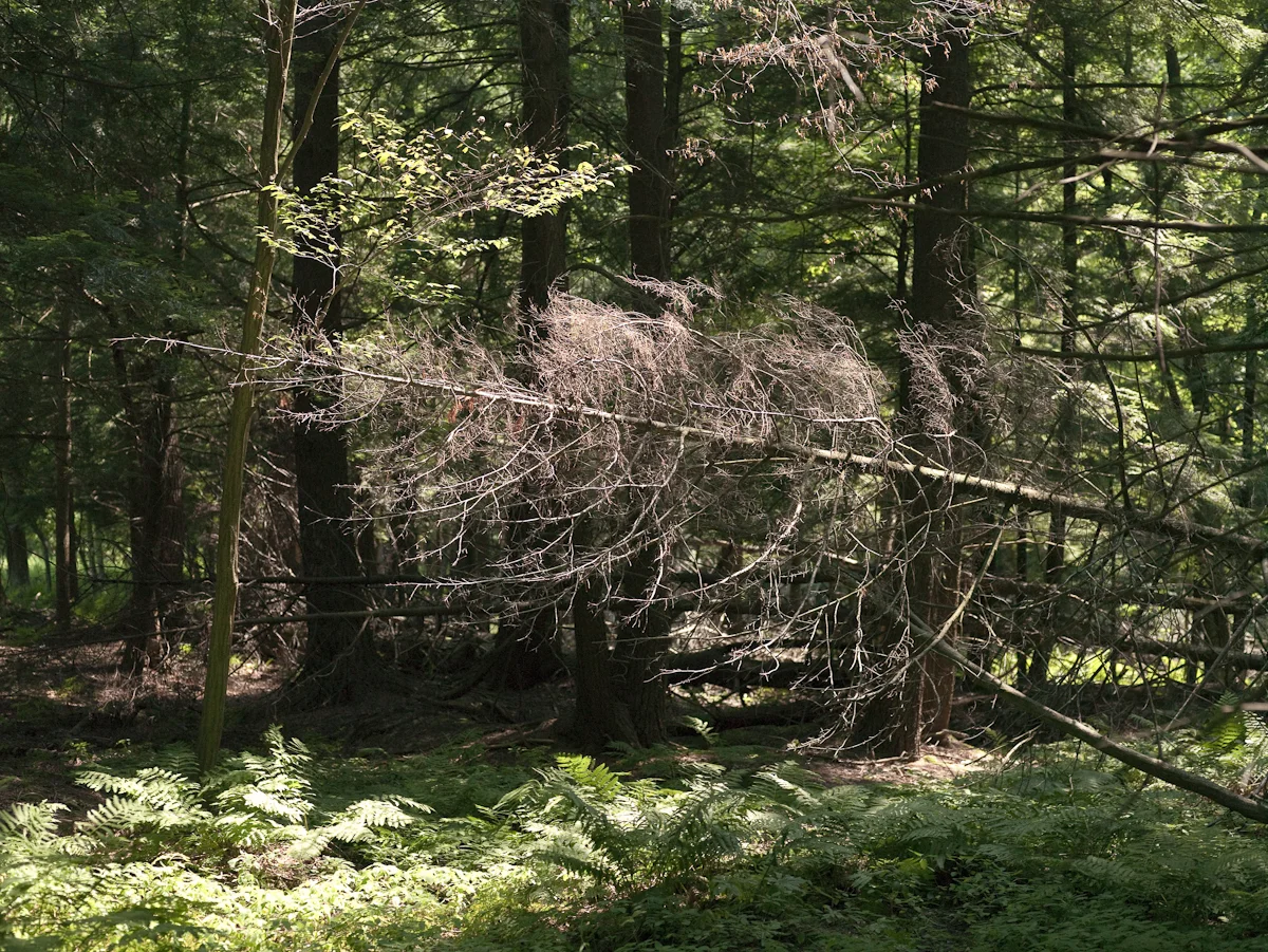 Walking a Path to Nowhere-4.jpg