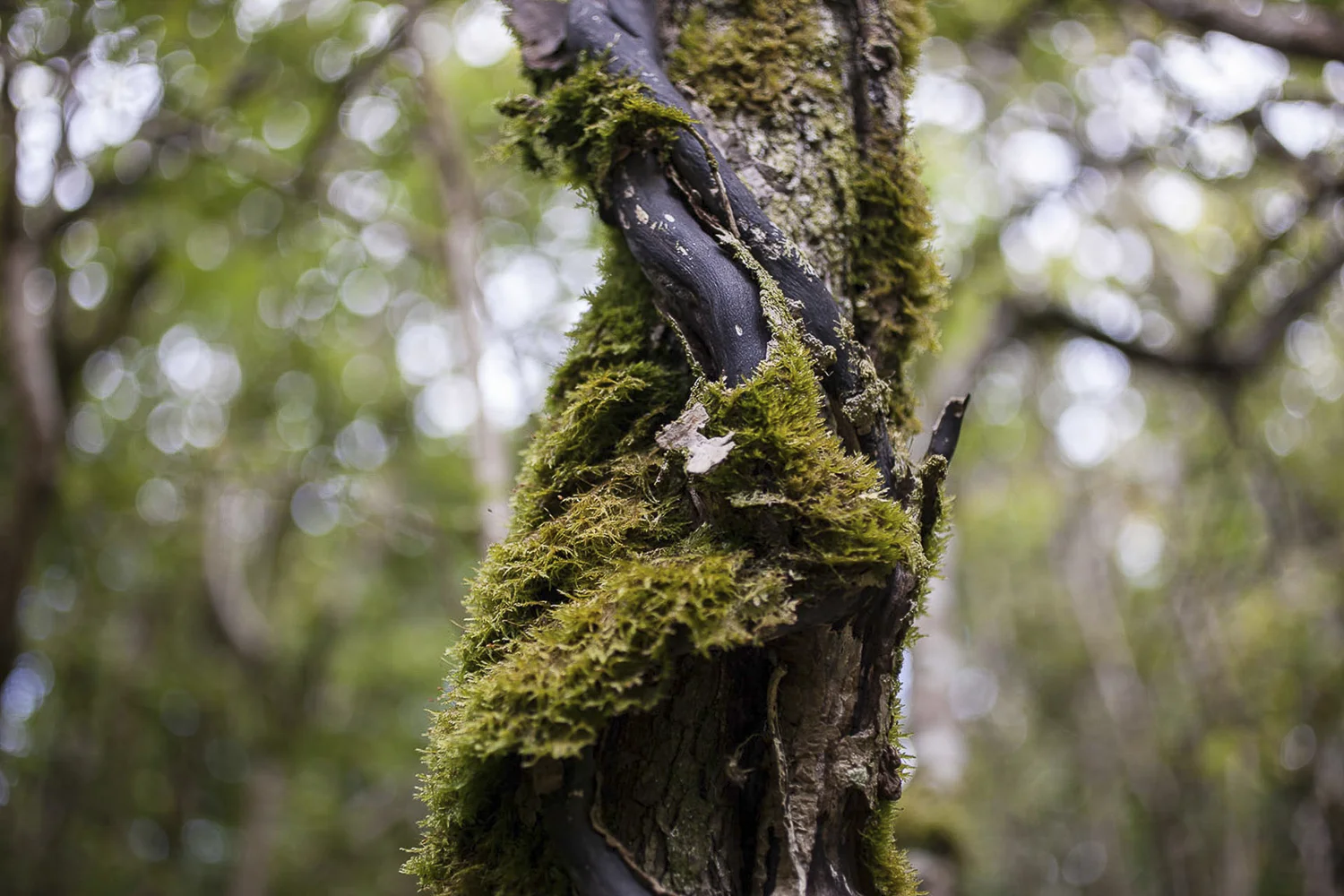 ©Angela Kelly_Lament_web01.jpg