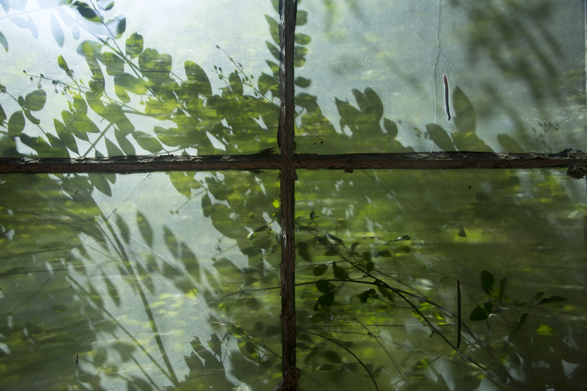 Shadows Leaves on the Glass window-2.jpg