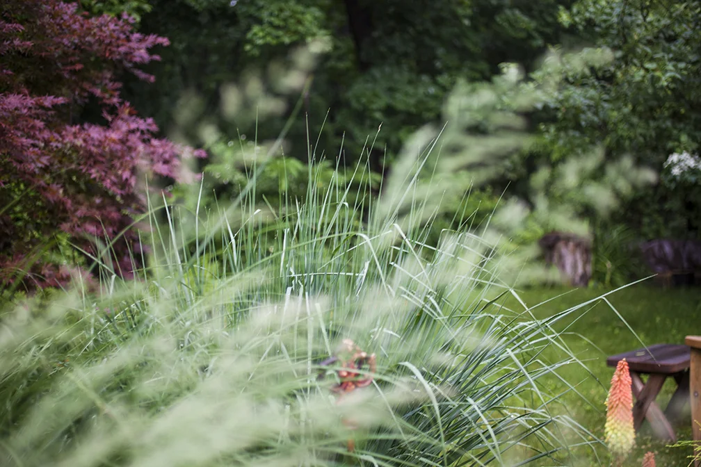 grasses-red hot pokeradd.jpg