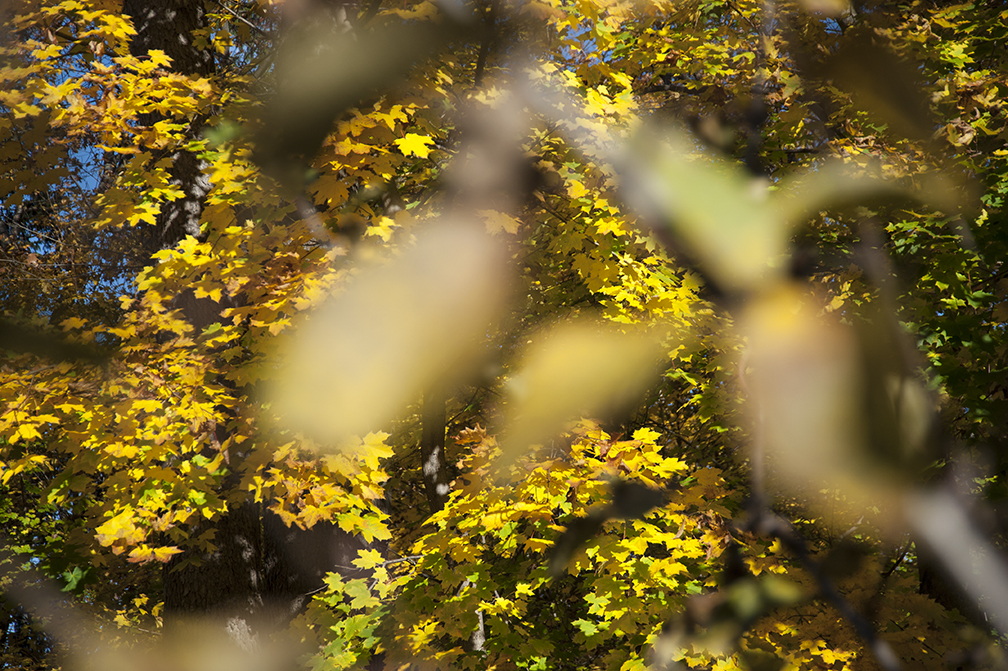 Yellow Maple_focus.jpg