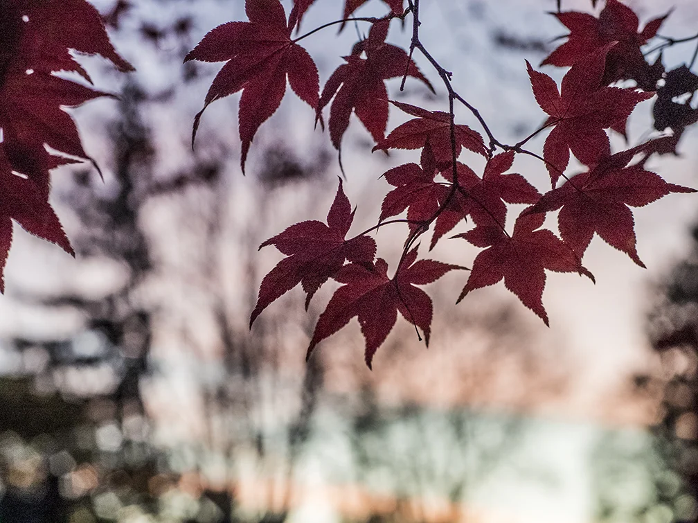 japanese tree asian13.jpg