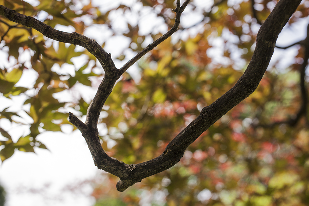 Japanese maple branch.jpg