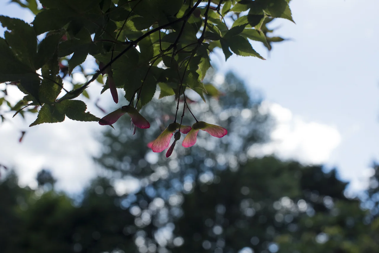 Back Lit Japanese maple 56.jpg