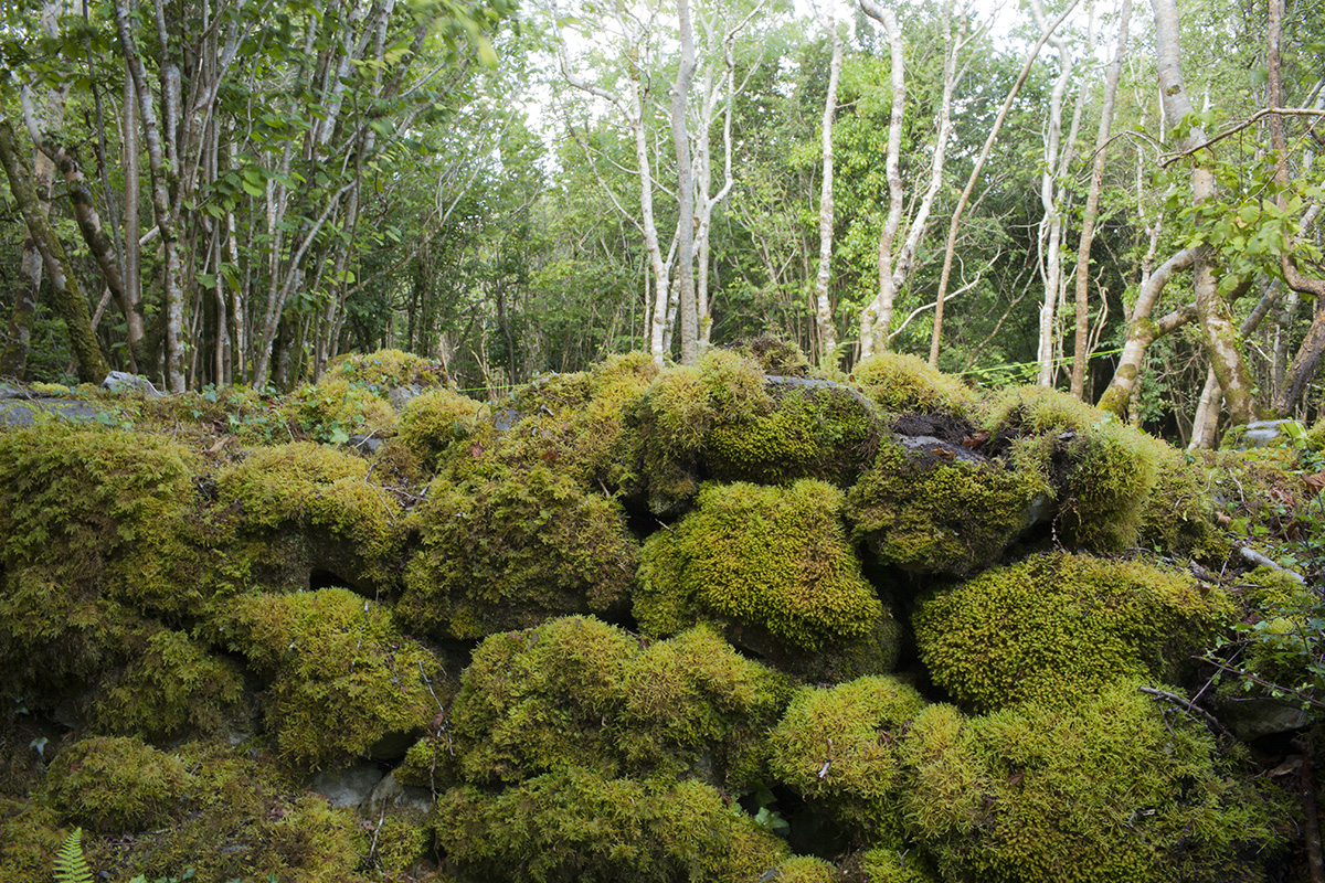 Big mossy rocks.jpg
