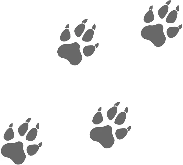 PAWS.jpg