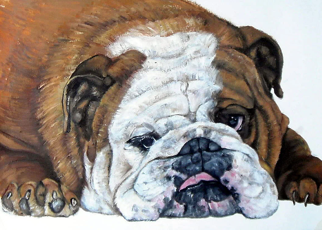Bulldog