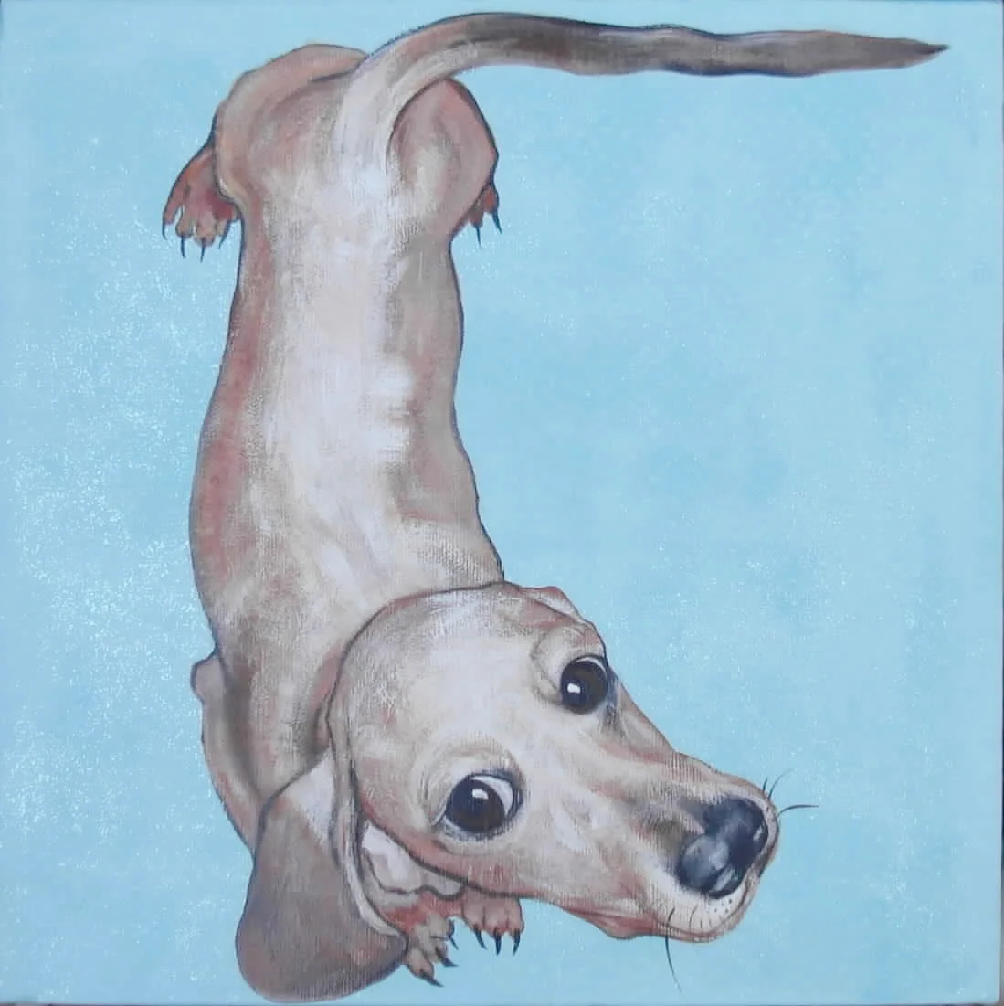 Banks the Dachshund