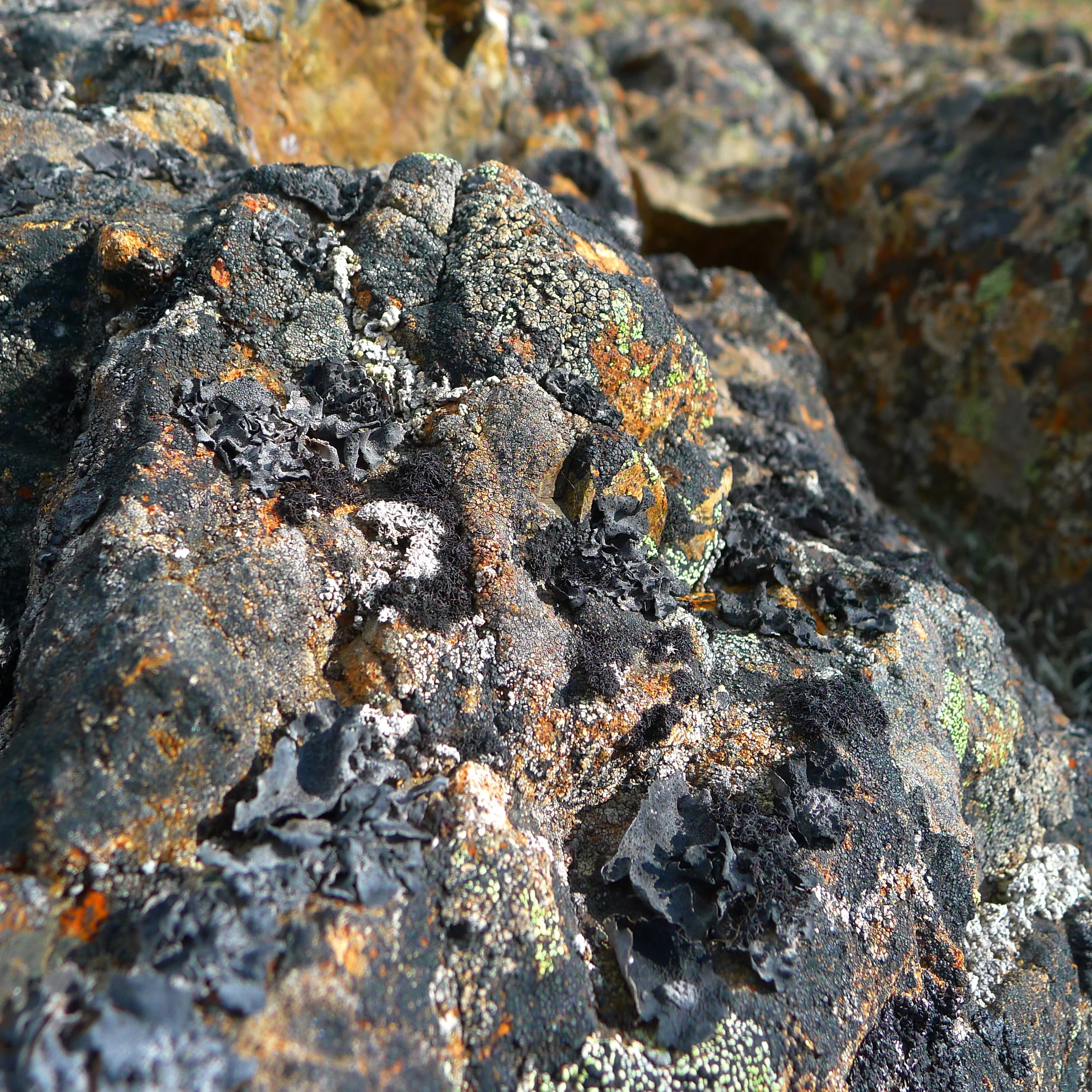 P1020726.JPG