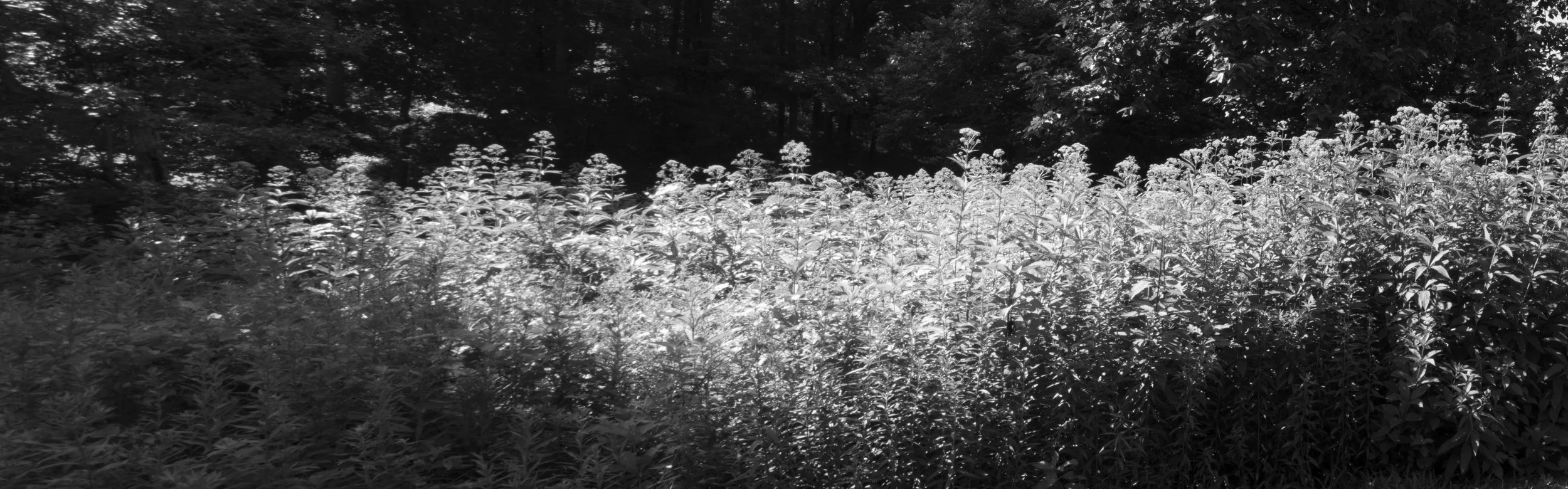 Class: Basic Digital Photography at Pittsburgh Filmmakers (2018) Artist: Claudia Saldain Assignment: Steal Like an Artist