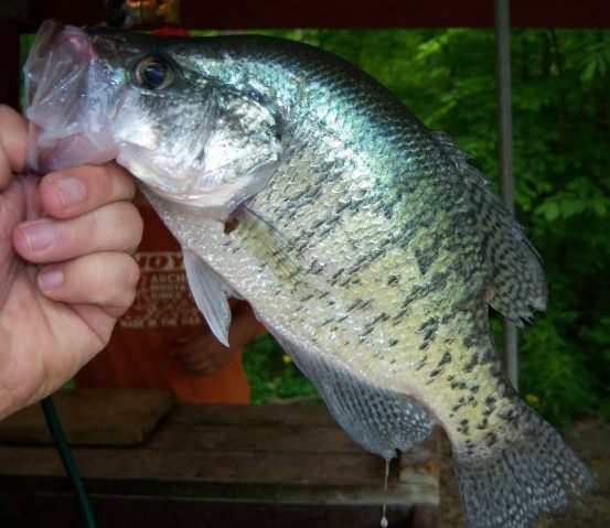 Excellent crappie fishing is found at RLP. Minnows, worms, beemoth, and crickets are available at our gatehouse!