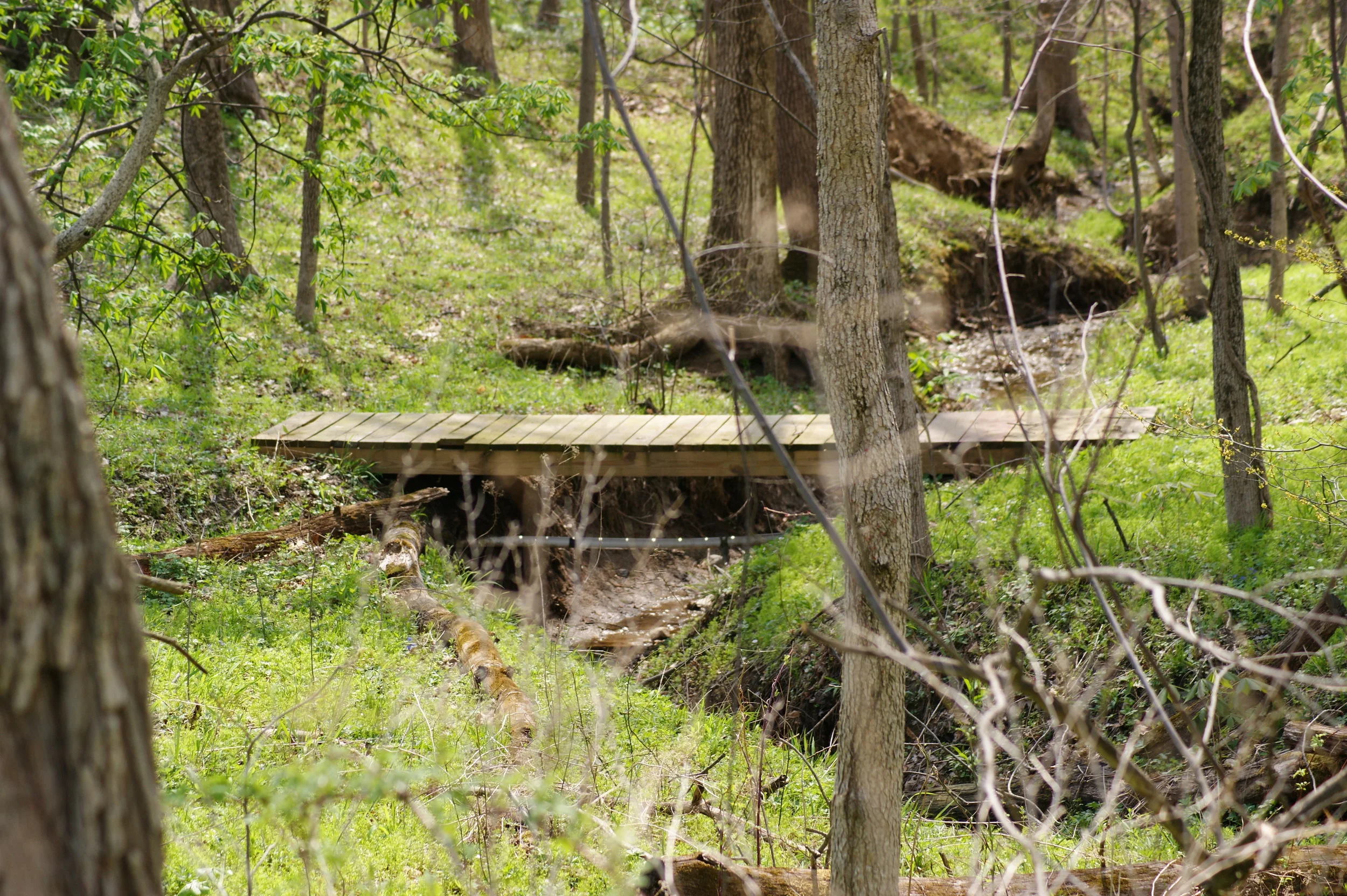 Spring is too beautiful to spend indoors. A light rainfall allows a perfect time to quietly slip through the woods and witness nature undisturbed.