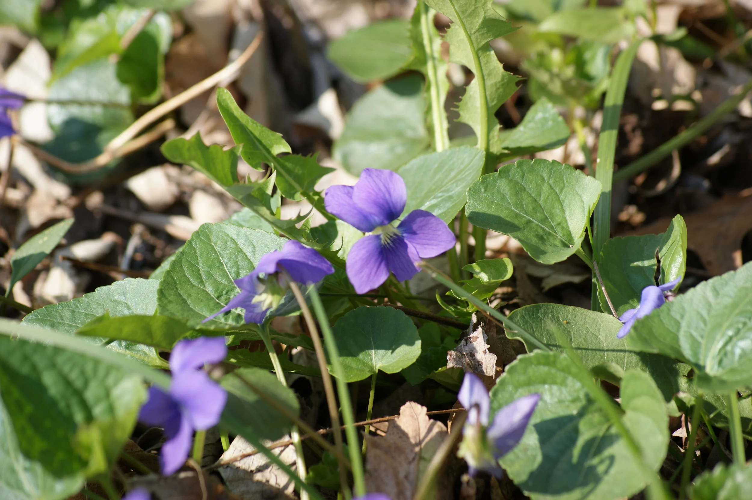 RLP-Spring 2011 074.JPG