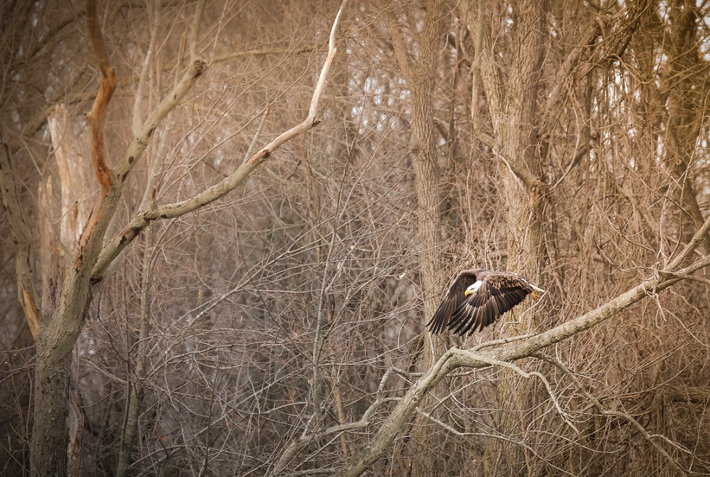 You will see a variety of wildlife at our facility. We have a nesting pair of Bald Eagles that have called the park home for four years now! You can see them daily flying over the lake and if you're lucky, you can witness their fishing expertise!