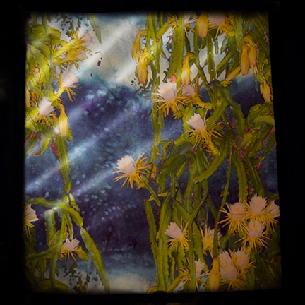 bdt_night_blooms_nylon.jpg